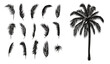 Palm leaves set. Palm tree silhouette and palm branches.
