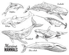 Marine Mammals Set, Hand Drawn Sketch Vector Illustration Isolated On White Background.
