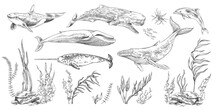 Sea Mammal Animals And Nature Elements Set, Sketch Vector Illustration Isolated.