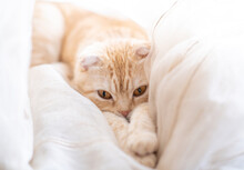 Sleeping Kitty At Home On Blur Light Background. Little Kitten Sleeps In Curtains On Windowsill. Cute Muzzle Of Pet Lies On Paws. Ginger Scottish Fold Cat Sleeps Sweetly. Cats Rest
