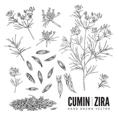 Wall Mural - Cumin seasoning hand drawn sketch, plant and seeds - vector illustration isolated on white background.