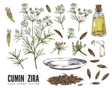 Cumin Or Zira Spices Set, Flowering Plant And Il - Sketch Vector Illustration Isolated On White Background.