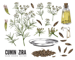 Wall Mural - Cumin or zira spices set, flowering plant and il - sketch vector illustration isolated on white background.