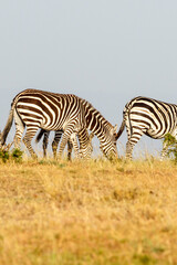 Canvas Print - Zebras grazing grass on the savanna