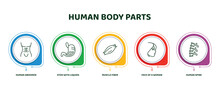 Editable Thin Line Icons With Infographic Template. Infographic For Human Body Parts Concept. Included Human Abdomen, Stoh With Liquids, Muscle Fiber, Face Of A Woman, Human Spine Icons.