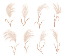 Pampas Grass, Dry Boho Flower Plants And Floral Feather Plume Blossoms, Isolated Vector. Pampas Grass With Leaves Or Field Reed Pattern, Wheat Wreath Or Japanese Plant With Dried Flower Foliage