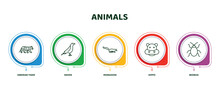 Editable Thin Line Icons With Infographic Template. Infographic For Animals Concept. Included Siberian Tiger, Raven, Mongoose, Hippo, Bedbug Icons.