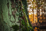 Fototapeta  - Zielony bluszcz na drzewie oświetlony zachodzącym słońcem. 
