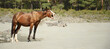 brown horse neighs on the beach.