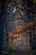 Paysage de foret en automne, Bois d'arcy, Yvelines, France, Europe 12