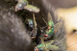 Close up view of a fly on a dog corpse eating out in a forest.
