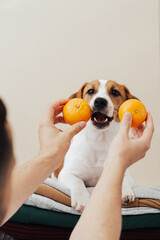 Wall Mural - Cute dog jack russell terrier lies on a stack of sweaters and wants to eat a tangerine on a beige background