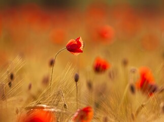 Poster - Selective focus of red wild poppies blooming in field under the sunlight with blurry background