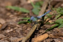Macro Shot Of A Blue Green Dragonfly On A Wooden Twig In A Park