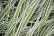 Beautiful grass leaves of holcus mollis albovariegatus as a natural background