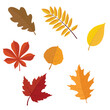 Set of autumn fall leaves vector illustration