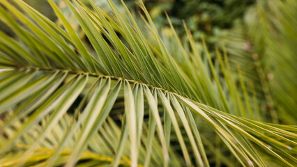 Wall Mural - Tropical jungle palm foliage background. Beauty in tropical nature banner for wallpaper, travel or vacation