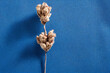Dried cotton flower on blue background
