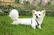 © New Africa - Cute Chihuahua on green grass in park. Dog walking