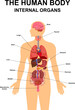 © MihaiGr - Internal organs of human body flat infographic poster scheme with icons images location name and definitions vector illustration. Heart ,brain, liver and kidneys, male reproductive system