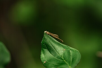 Poster - Closeup of dragonfly resting on green leaf