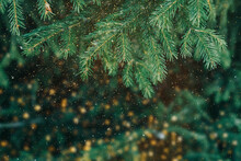 Christmas Branches Of Fir Trees In Golden Festive Dust. New Year's Bokeh Background