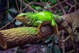 Fototapeta Zwierzęta - Legwan zielony, zbliżenie. Jaszczurka siedzi na grubej gałęzi drzewa.