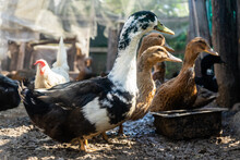 Domestic Ducks In The Poultry Yard During Feeding