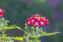 Blooming Red Verbena Flowers On A Sunny Day Close-up Photo. Garden Flowers Of Pink Vervain Flowers In Sunlight In Springtime. A Glade Of Red Wildflowers In The Sunset Light In The Summer.
