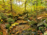 Fototapeta Psy - autumn in the forest