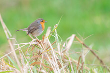 European Robin Perched On Dry Grass Isolated On Green Background