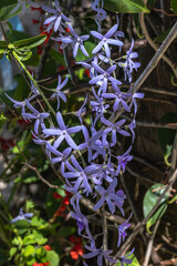 tree, plant, leaf and flower in spring in Brumadinho city, Minas Gerais State, Brazil