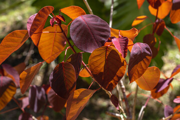 tree, plant, leaf and flower in spring in Brumadinho city, Minas Gerais State, Brazil