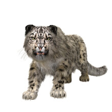 Snow Leopard Snarling Aggressively. 3D Illustration Isolated On Transparent Background.