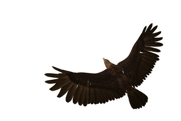 Golden Eagle in flight seen from above, 3D illustration isolated on transparent background.