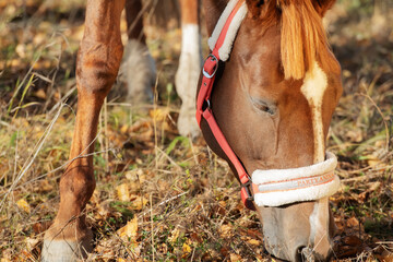 Wall Mural - portrait of chestnut horse  grazing in forest. close up. sunny autumn day