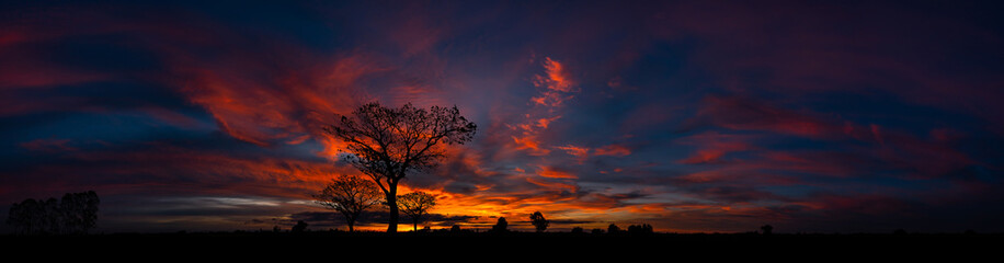 Wall Mural - panorama silhouette tree in africa with sunset.tree silhouetted against a setting sun.dark tree on o