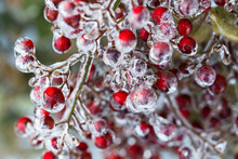Close-up Of Frozen Berries