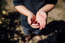 High Angle View Of Boy Holding Berry Fruits During Sunny Day