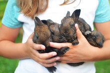 Midsection Of Girl Carrying Baby Rabbits At Farm