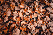 High Angle View Of Dry Leaves On Field During Autumn