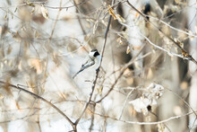 A Black-Capped Chickadee Perched On A Bare Branch In Winter