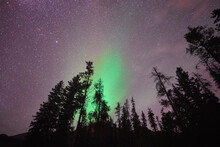 Majestic View Of Aurora Borealis In Star Field Over Trees