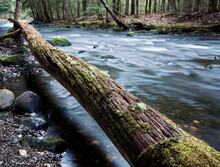 A Small River Meanders Past A Fallen Tree