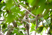 Squirrel Monkey Looking At Camera In Tree, Costa Rica