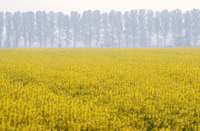 A Large Field Of Yellow Flowers, Germany, USA.