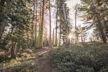 The Setting Sun Is Seen Through The Trees Along The Trail To Inspiration Point In California's Yosemite National Park.