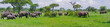 © Cavan Images - Elephant herd walking through fields in Tarangire National Park, Tanzania (panorama).
