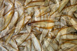 © Cavan Images - termite wings on the ground early in the morning in Nagero