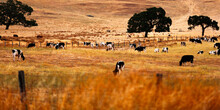 Cows Grazing In A Pasture.